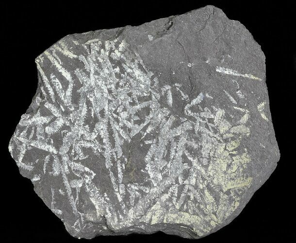 Fossil Graptolites (Didymograptus) Plate - Great Britain #66623